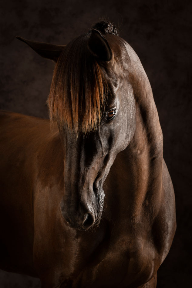 fine art paardenfotografie, bruin paard