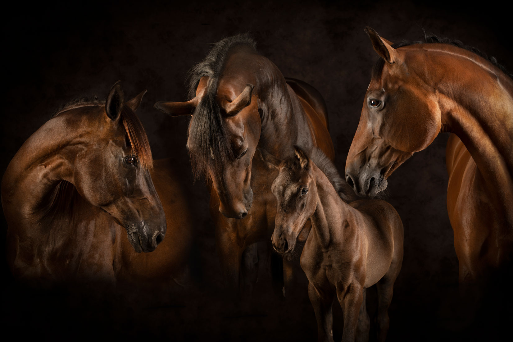 familie foto, collage, samengestelde foto, paarden
