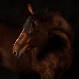 Fine Art Paardenfotografie