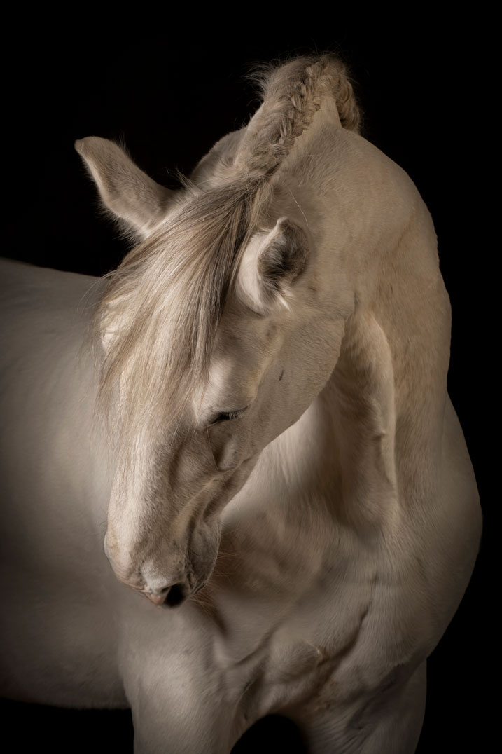 schimmelpaard, wit paard, fotograife, paardenfotografie, fine art